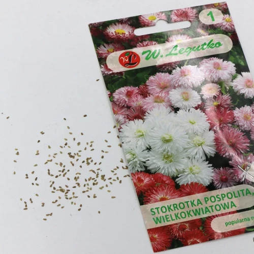 Stokrotka pospolita wielkokwiatowa – mix – 0,1 g Legutko foto