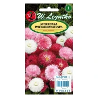 Stokrotka pospolita wielkokwiatowa – mix – 0,1 g Legutko