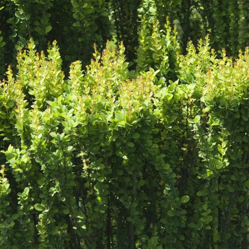 Berberys Thunberga Erecta - Sadzonka 40-50 cm