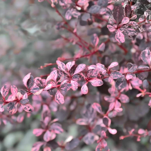 Berberys Thunberga Flamingo – Sadzonka 30 cm
