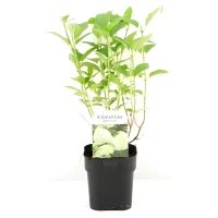 Hortensja bukietowa Limelight PBR – Sadzonka 30-40 cm