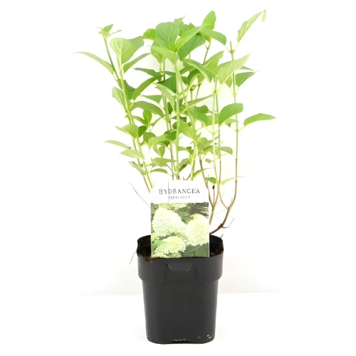 Hortensja bukietowa Limelight PBR – Sadzonka 30-40 cm