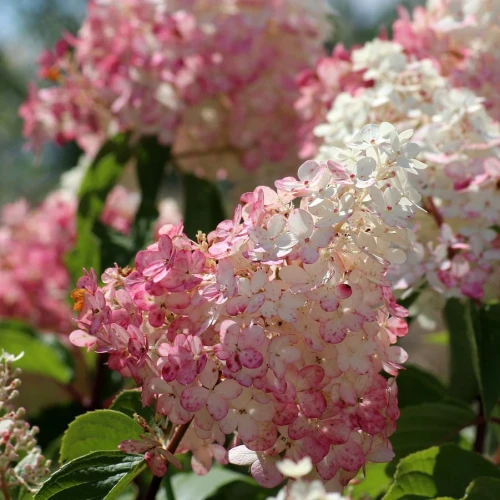 Hortensja Bukietowa Pinky Winky – Sadzonka 30-40 cm