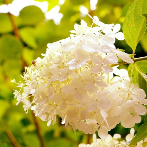 Hortensja Bukietowa Polar Bear – Sadzonka 30-40 cm