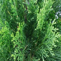 Tuja Szmaragd 80-90 cm – 50 szt. pakiet foto 2
