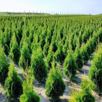 Tuja Szmaragd 120-130 cm – 20 szt. pakiet foto 3