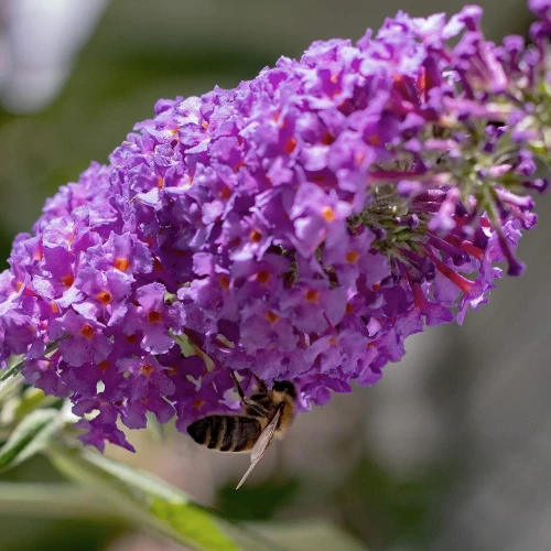 Budleja Davida Candy Little Purple PBR – Sadzonka 25-30 cm