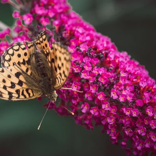 Budleja Davida Candy Little Ruby PBR – Sadzonka 25-30 cm