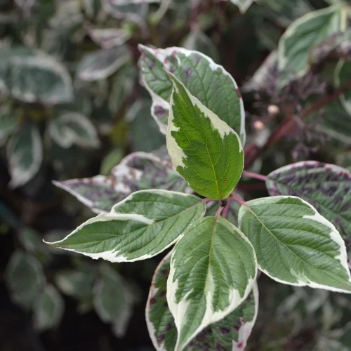 Dereń Biały Sibrica Variegata – Sadzonka 40-50 cm