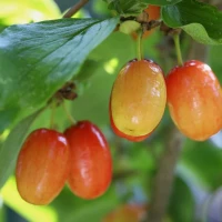 Dereń Jadalny Cornus Mas – Sadzonka 40 cm 2