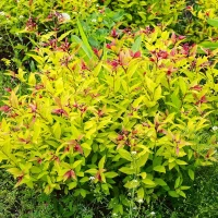 Tawuła Japońska Golden Princess – Sadzonka 20-30 cm 2