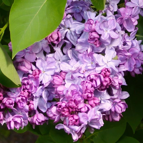 Lilak Pospolity Katherine Havemeyer – Sadzonka 30 cm