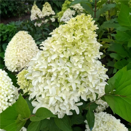 Hortensja Bukietowa Bobo PBR – Sadzonka 30-40 cm