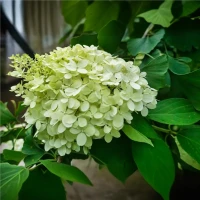 Hortensja Bukietowa Magical Candle Bokraflame PBR – Sadzonka 40-60 cm