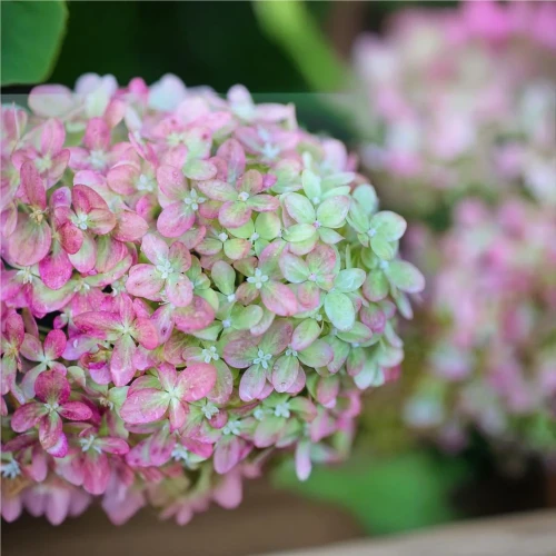 Hortensja Bukietowa Petite Star PBR – Sadzonka 30 cm