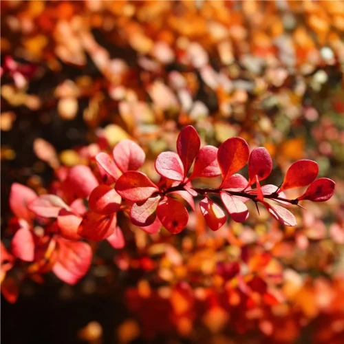 Berberys Thunberga Red Rocket – Sadzonka 40-50 cm