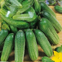 Ogórek gruntowy Twigy F1 (następca Charlotte) – Kiepenkerl