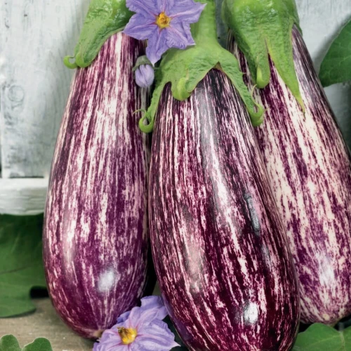 Bakłażan 'Lucilla' F1 – Nasiona – Kiepenkerl