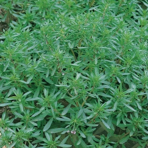 Cząber Ogrodowy 'Bohnenkraut' – Nasiona – Kiepenkerl