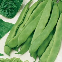 Fasola zwykła 'Nassau' – Nasiona – Kiepenkerl