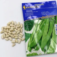 Fasola zwykła 'Nassau' – Nasiona – Kiepenkerl foto