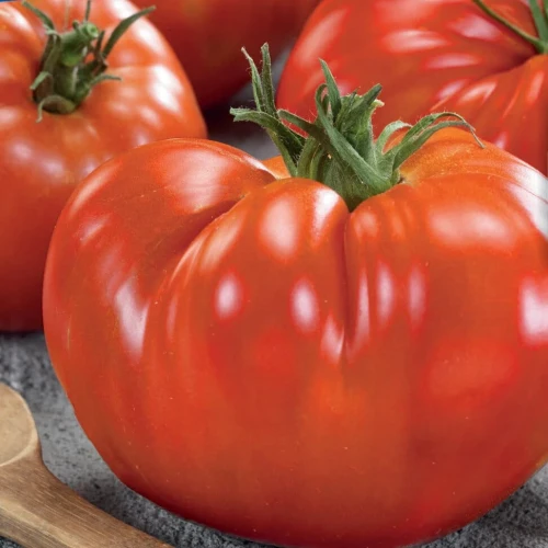 Pomidor mięsisty Gigantomo F1 – Nasiona – Kiepenkerl