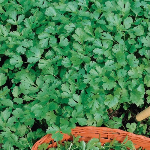 Kolendra - nasiona Kiepenkerl