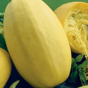 Dynia 'Pyza' (spaghetti) – Nasiona – Kiepenkerl