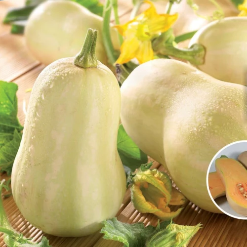 Dynia Tiana – Nasiona – Kiepenkerl