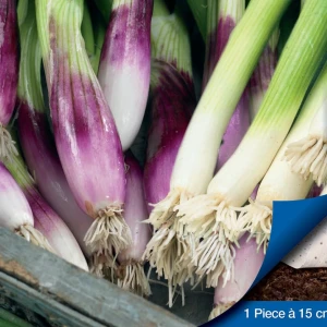 Cebula dymka 'Kaigaro' & 'Rossa lunga di Firenze' – mieszanka na taśmie – Nasiona – Kiepenkerl