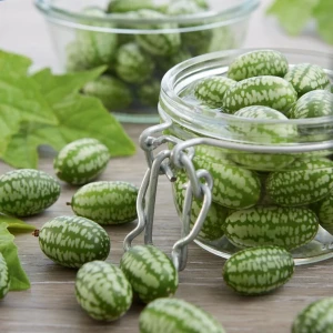 Ogórek meksykański 'Mateo' – Nasiona – Kiepenkerl