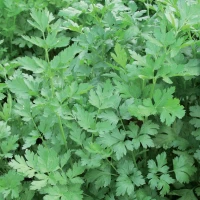 Pietruszka Laura - nasiona Kiepenkerl