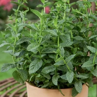 Mięta pieprzowa Spearmint - nasiona Kiepenkerl