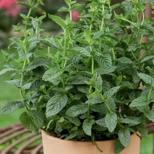 Mięta pieprzowa Spearmint - nasiona Kiepenkerl