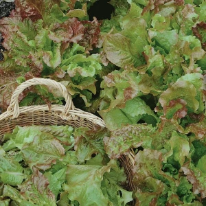 Sałata karbowana 'Amerikanischer Brauner' - Nasiona - Kiepenkerl