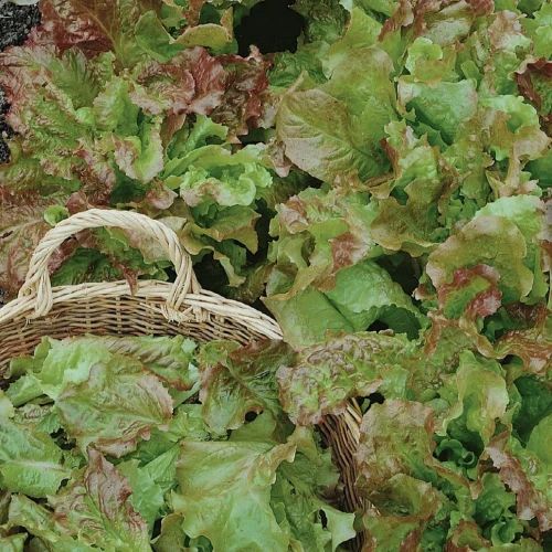 Sałata karbowana Amerikanischer Brauner - nasiona Kiepenkerl