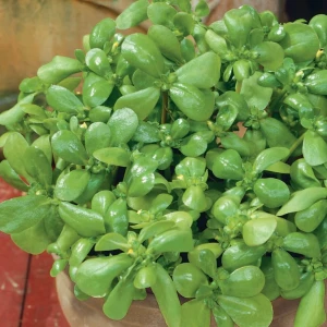 Portulaka pospolita 'Sommerportulak' - Nasiona - Kiepenkerl