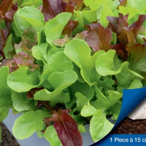 Sałata Siewna 'Fitness Mix' F1 - Nasiona Taśma - Kiepenkerl