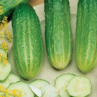 Ogórek sałatkowy Delikates - nasiona Kiepenkerl