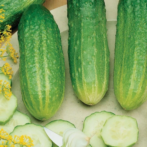 Ogórek sałatkowy Delikates - nasiona Kiepenkerl