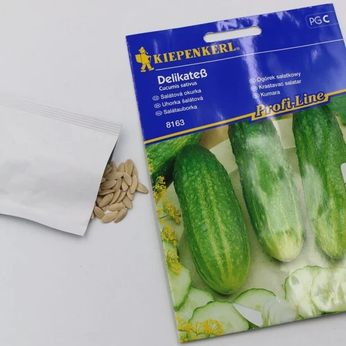 Ogórek sałatkowy Delikates - nasiona Kiepenkerl foto