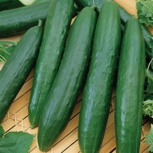 Ogórek gruntowy 'Gergana' - Nasiona - Kiepenkerl