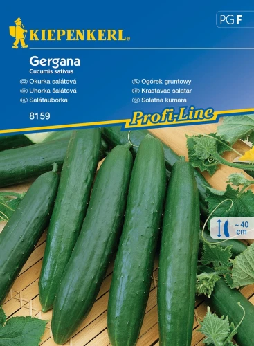 Ogórek gruntowy Gergana - nasiona Kiepenkerl przód