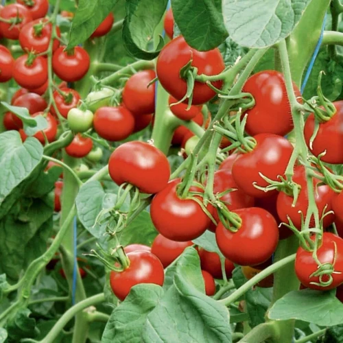 Pomidor sałatkowy Matin F1 – nasiona Kiepenkerl