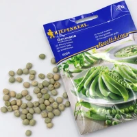 Groch łuskowy Germana – nasiona Kiepenkerl foto