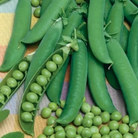 Groch łuskowy Kleine Rheinländerin – nasiona Kiepenkerl