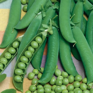 Groch łuskowy 'Kleine Rheinländerin' – Nasiona – Kiepenkerl