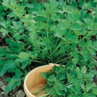 Seler liściasty Gewone Snij - nasiona Kiepenkerl