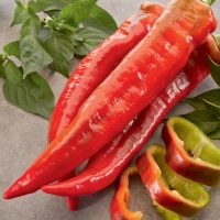 Papryka stożkowa Thor F1 – nasiona Kiepenkerl