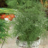 Koper doniczkowy Ella – nasiona Kiepenkerl